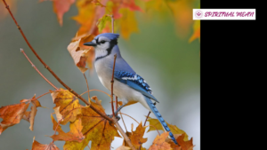 Blue Jay