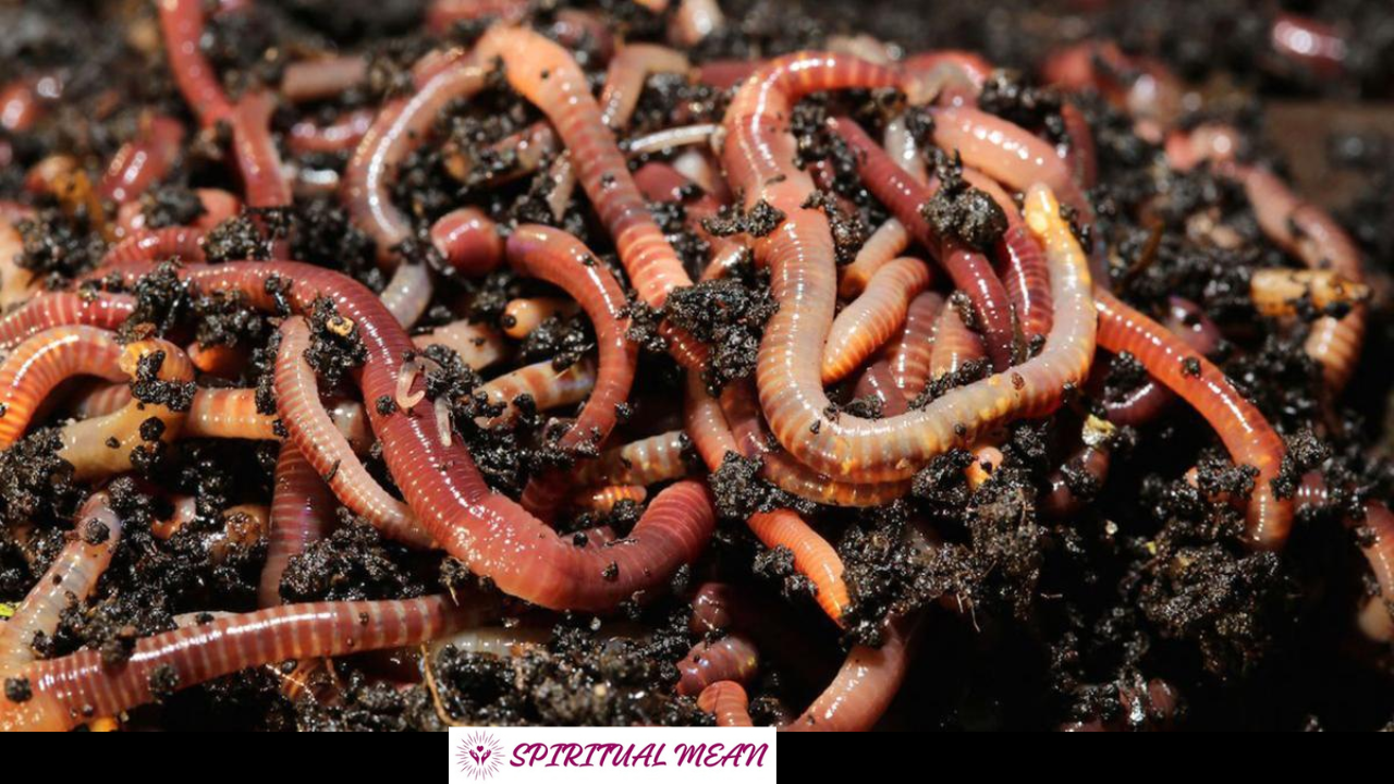 worms