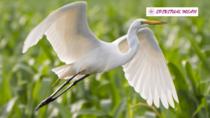 egret