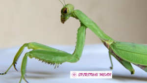 spiritual meaning of grasshopper