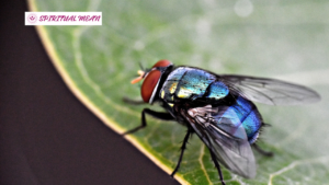 spiritual meaning of flies