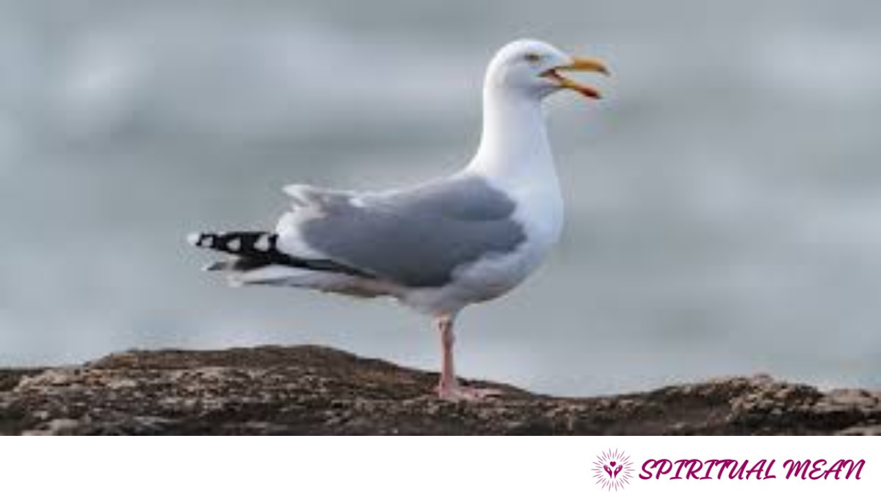 prophetic meaning of a seagull