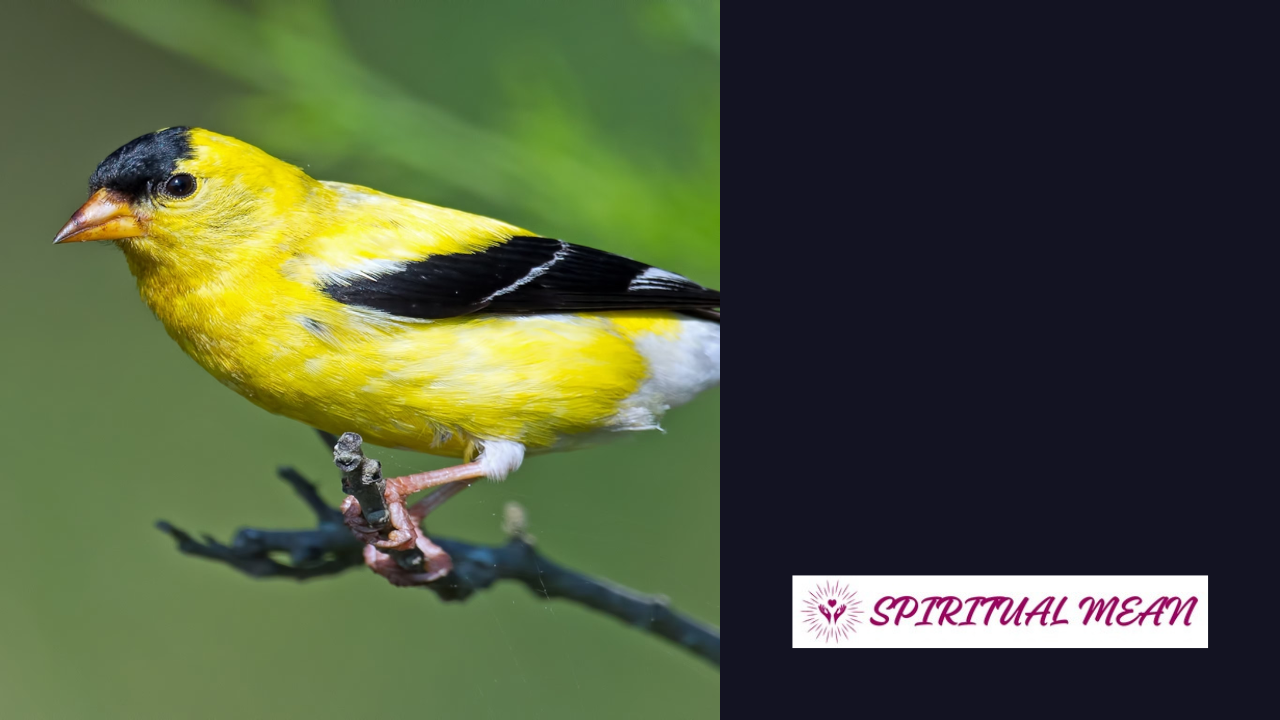 American goldfinch