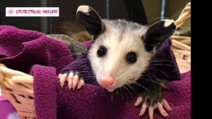 Opossum