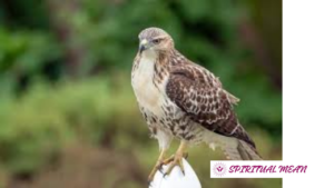 cooper's hawk spiritual message