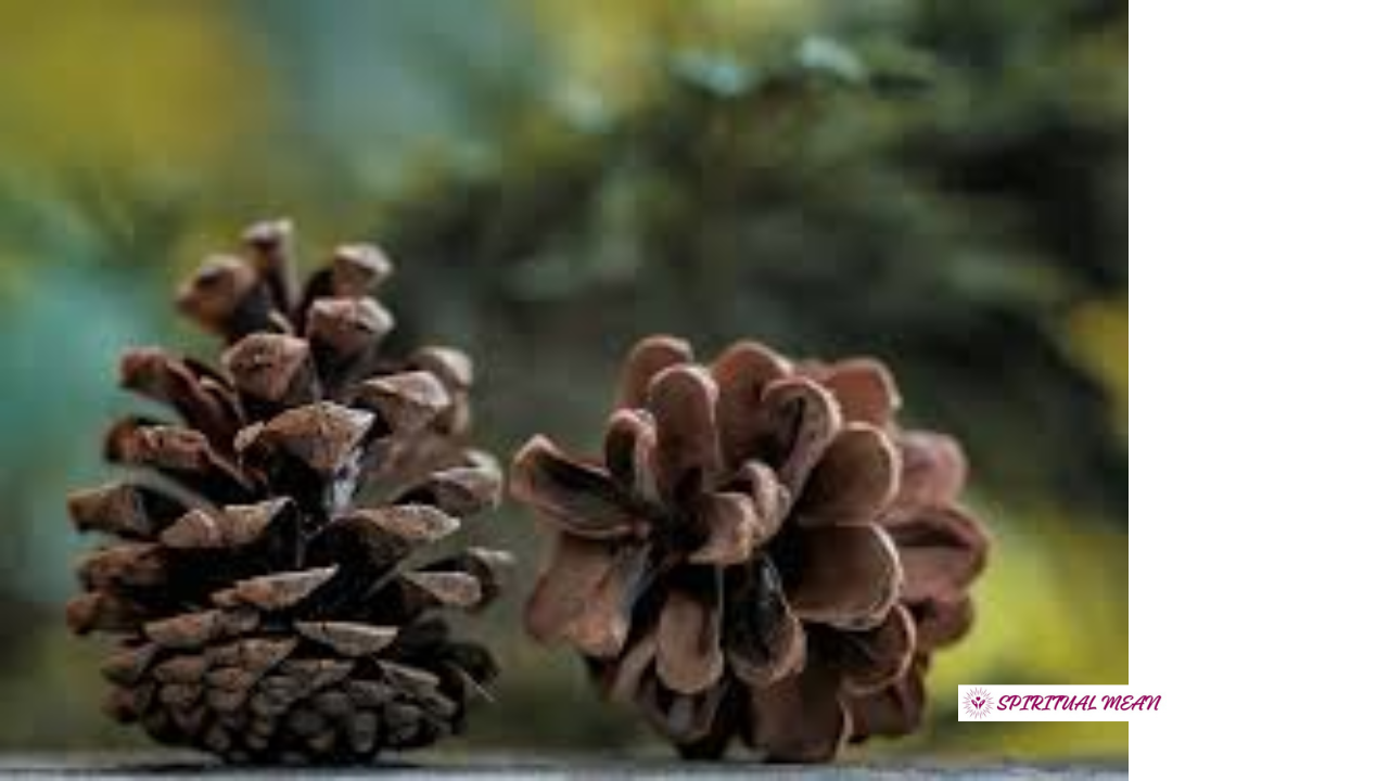 Pine Cones