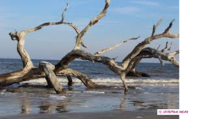 Driftwood