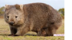 Wombat