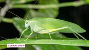 Katydid